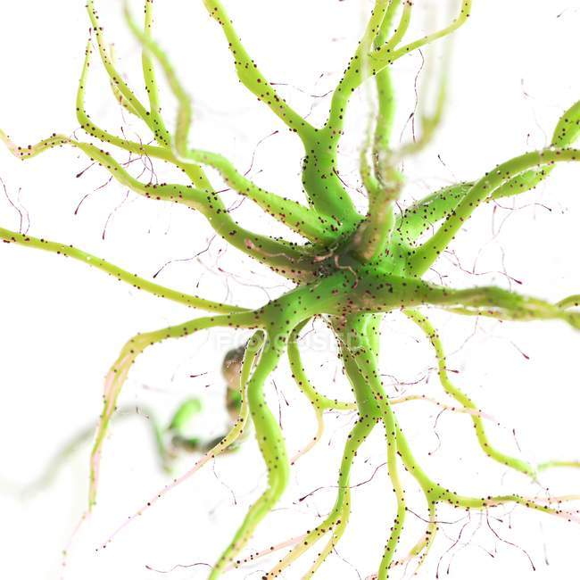 Green colored nerve cell on white background, digital illustration. — Stock Photo