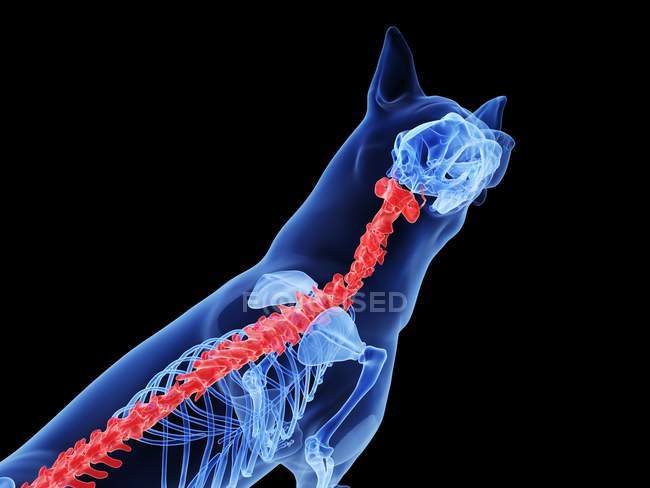 Dog silhouette with red colored spine on black background, digital illustration. — Stock Photo