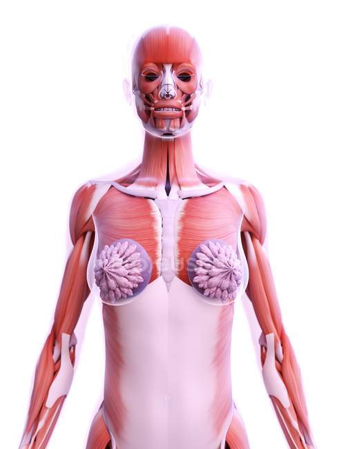 Anatomía de los implantes mamarios en el modelo 3d del cuerpo femenino, ilustración digital
. - foto de stock