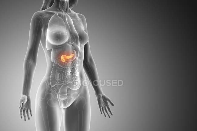 Colored pancreas in anatomical female model, digital illustration. — Stock Photo