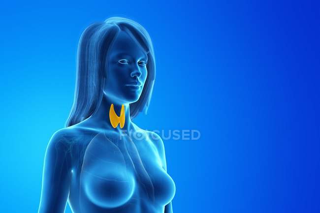 Ghiandole tiroidee in corpo femminile astratto, illustrazione del computer . — Foto stock