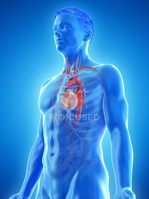 Sistema vascular en el cuerpo masculino, ilustración por computadora
. - foto de stock