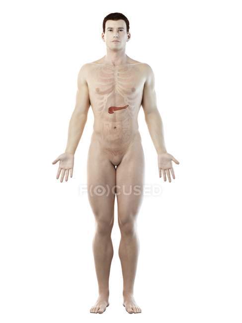 Anatomía del páncreas masculino, ilustración por computadora
. - foto de stock