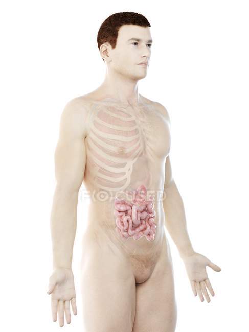Silueta masculina con intestino delgado visible, ilustración digital . - foto de stock
