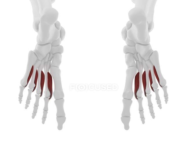 Parte del esqueleto humano con detallado músculo interóseo Plantar rojo, ilustración digital . - foto de stock