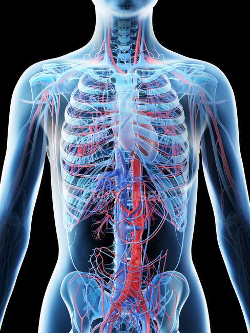 Système vasculaire du haut du corps féminin, illustration par ordinateur . — Photo de stock