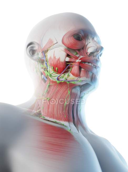 Anatomía y musculatura masculina de cabeza y cuello, ilustración digital . - foto de stock