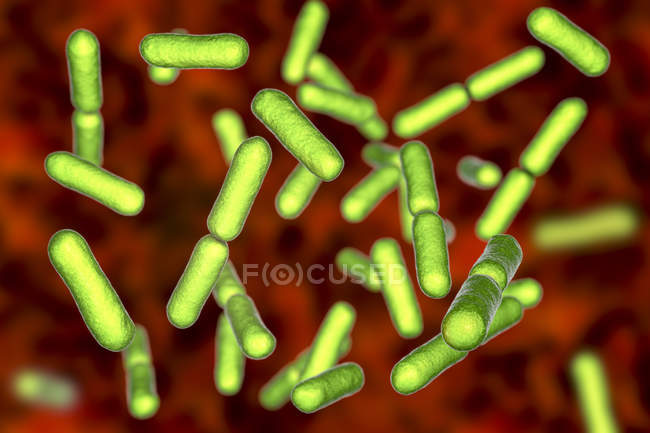 Bacillus clausii bactérias aeróbias gram-positivas em forma de bastonete probiótico de cor verde restaurando a microflora do intestino . — Fotografia de Stock