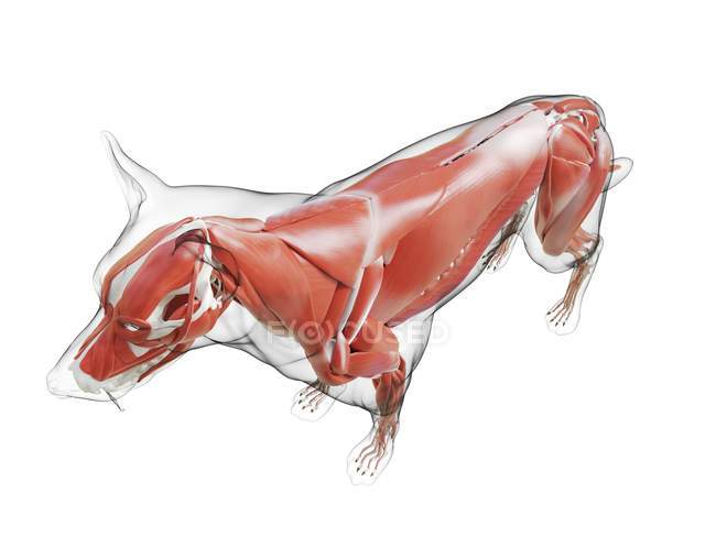 Hundesilhouette mit sichtbarer Muskulatur auf weißem Hintergrund, digitale Illustration. — Stockfoto