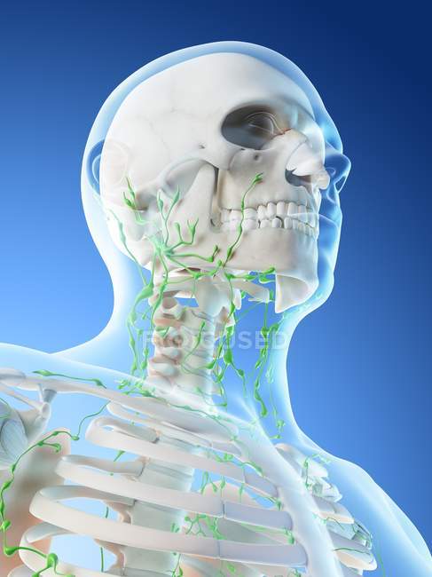 Sistema linfático masculino de pescoço e crânio, ilustração computacional . — Fotografia de Stock