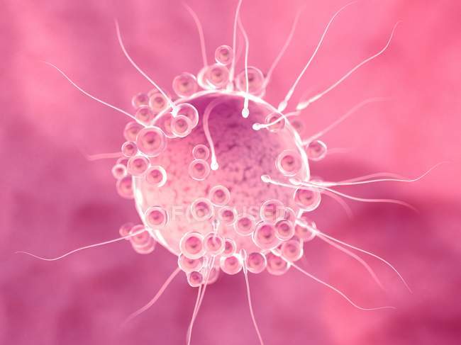 Fertilisation of egg cell with spermatozoa, digital illustration. — Stock Photo
