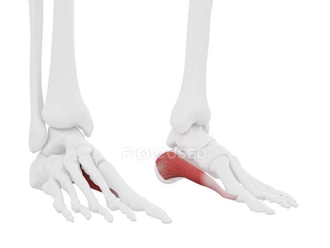 Menschliches Skelettstück mit detailliertem roten Abductus hallucis Muskel, digitale Illustration. — Stockfoto