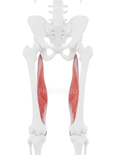 Human skeleton with red colored Semimembranosus muscle, digital illustration. — Stock Photo