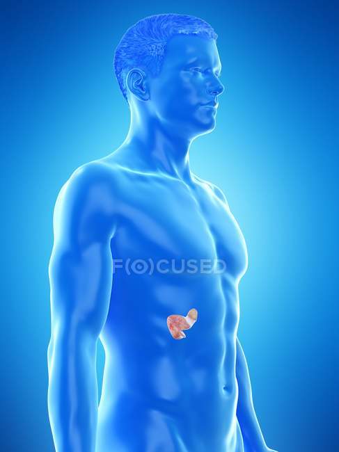 Anatomía del páncreas masculino, ilustración por computadora . - foto de stock