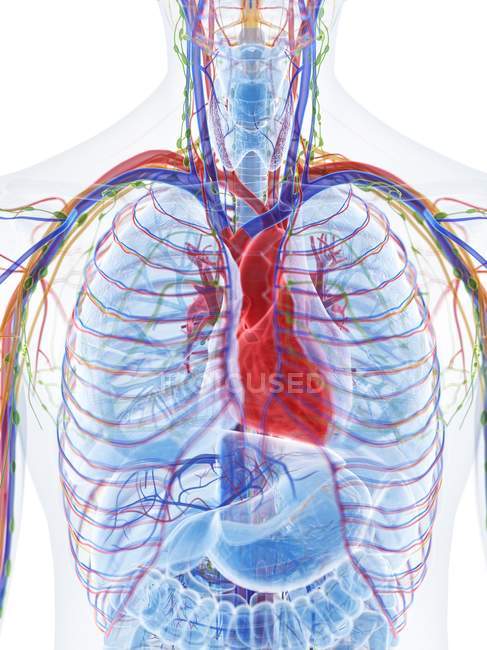 Anatomía del corazón en el tórax masculino, ilustración por ordenador . - foto de stock