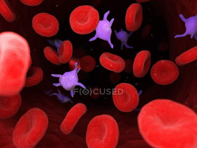 Тромбоцити в крові людини, комп'ютерна ілюстрація . — стокове фото
