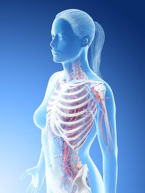 Женские кровеносные сосуды верхней части тела, цифровая иллюстрация . — стоковое фото