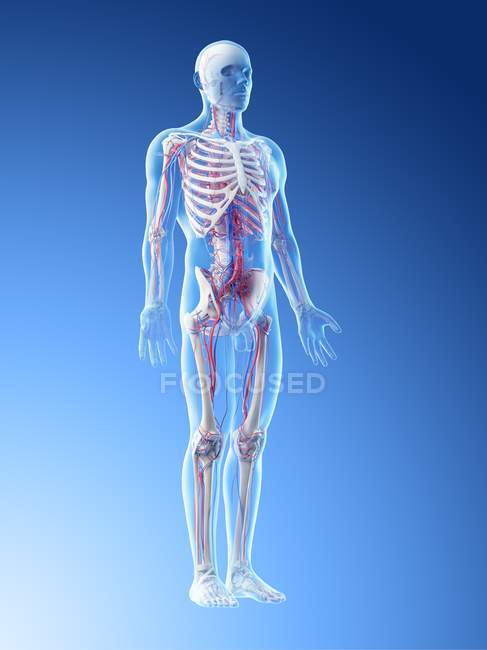 Esqueleto masculino con sistema vascular visible, ilustración por ordenador . - foto de stock