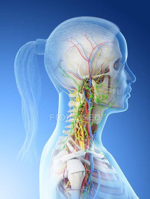 Cuerpo femenino mostrando anatomía del cuello, ilustración por computadora . - foto de stock