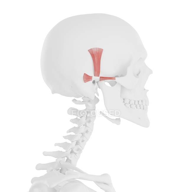 Músculos auriculares em crânio humano, ilustração computacional . — Fotografia de Stock