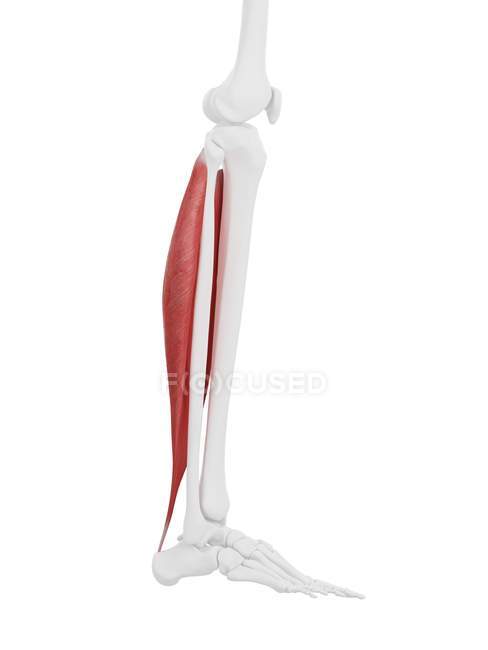 Human skeleton with red colored Soleus muscle, digital illustration. — Stock Photo