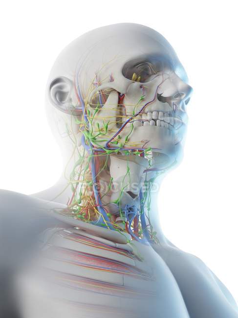 Male head and neck anatomy, digital illustration. — Stock Photo