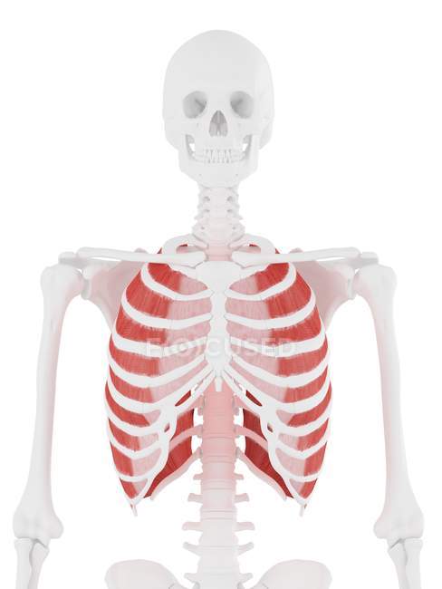Squelette humain avec muscle intercostal externe de couleur rouge, illustration numérique . — Photo de stock
