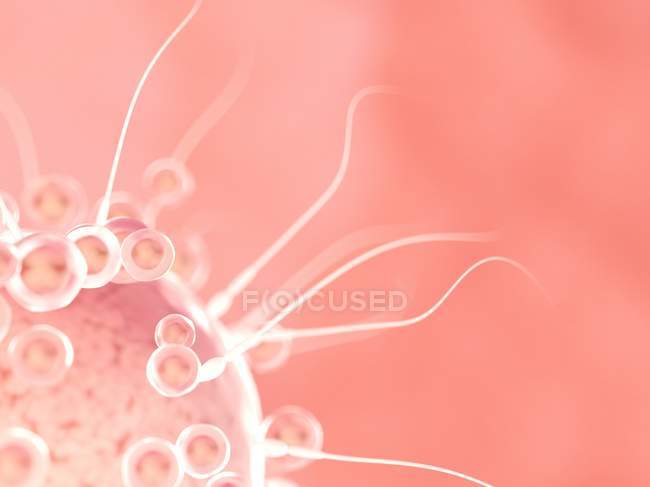 Fertilização de óvulos com espermatozóides, ilustração digital . — Fotografia de Stock