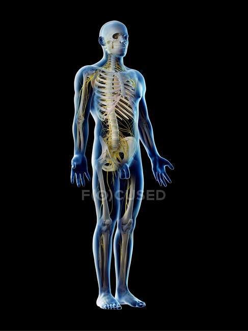 Sistema nervioso masculino en silueta corporal, ilustración por ordenador . - foto de stock