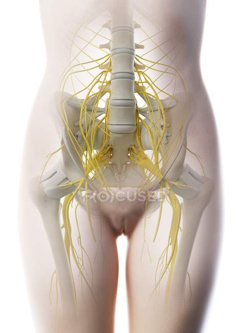 Поясничные нервы в абстрактном женском силуэте, компьютерная иллюстрация . — стоковое фото