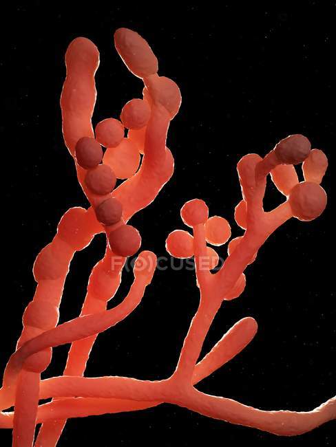 Cladosporium fungi sobre fondo negro, ilustración digital . - foto de stock
