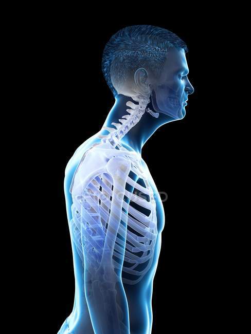 Мужской силуэт с анатомией травмы шеи, цифровая иллюстрация . — стоковое фото