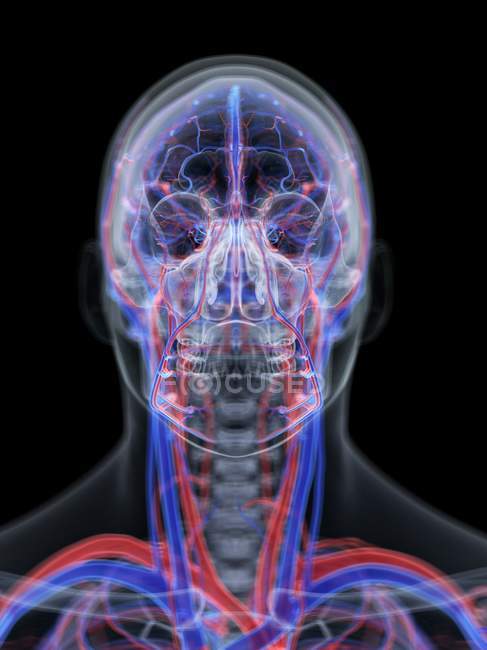 Судинна система людської голови, комп 