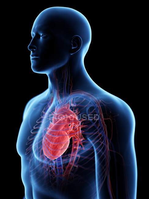 Appareil cardiovasculaire dans le corps masculin normal, illustration par ordinateur . — Photo de stock