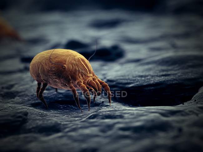 Пылевые клещи, микроскопическая цифровая иллюстрация
. — стоковое фото