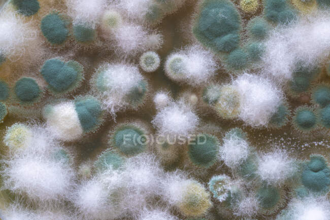 Colonies microbiennes sur boîte de Pétri, illustration par ordinateur — Photo de stock