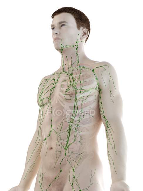 Modelo masculino anatómico que muestra el sistema linfático, ilustración digital
. - foto de stock