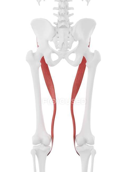 Esqueleto humano con músculo Sartorius de color rojo, ilustración digital . - foto de stock