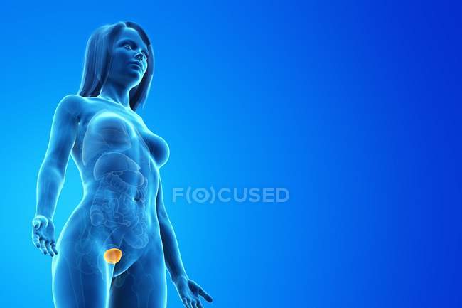 Сечовий міхур в абстрактному жіночому тілі на синьому тлі, комп'ютерна ілюстрація. — стокове фото