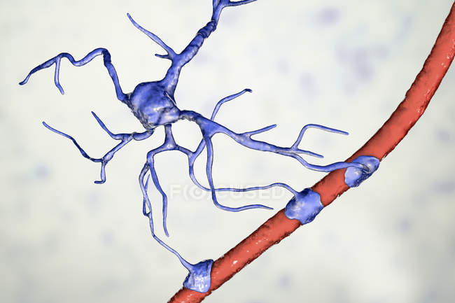 Célula glial cerebral astrocitaria que conecta las células neuronales con los vasos sanguíneos, ilustración digital . - foto de stock