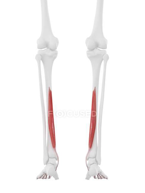 Parte do esqueleto humano com músculo longo vermelho detalhado Flexor digitorum, ilustração digital . — Fotografia de Stock