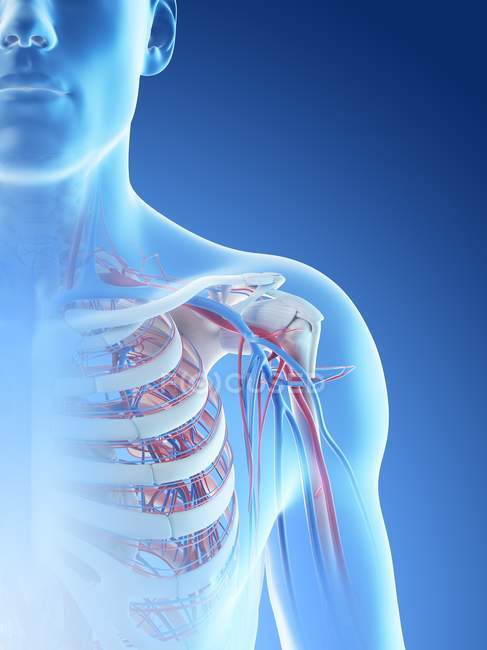 Кровоносних судин плеча людини, цифрова ілюстрація. — стокове фото