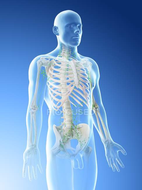 Abstrakter männlicher Körper mit sichtbarem Skelett und Lymphsystem, Computerillustration. — Stockfoto