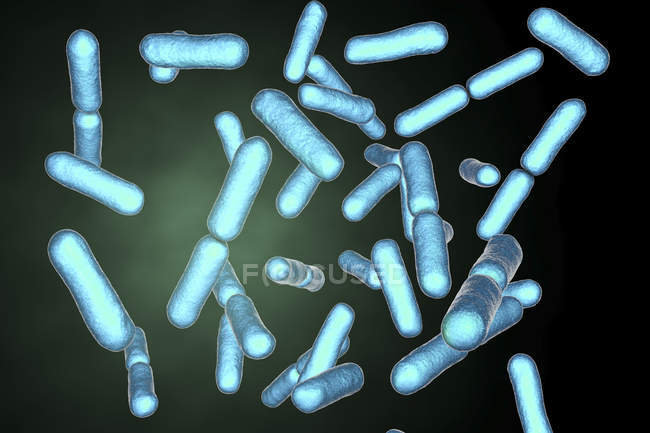 Blue colored probiotic rod-form gram-positive aerobic Bacillus clausii bacteries restoring microflora of intestine. — стокове фото