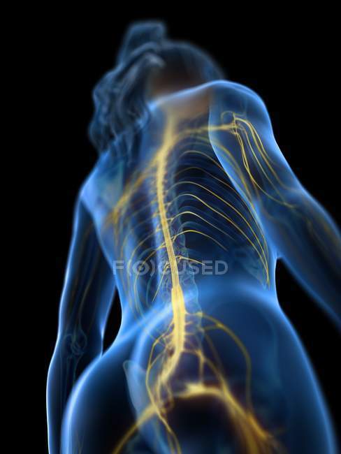Низький кут Вид спинного мозку в жіночому тілі, комп'ютерна ілюстрація. — Stock Photo
