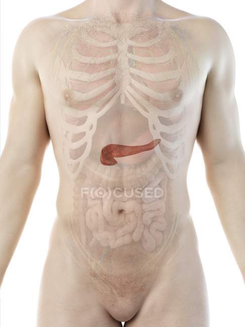 Anatomie du pancréas du corps masculin, illustration informatique . — Photo de stock