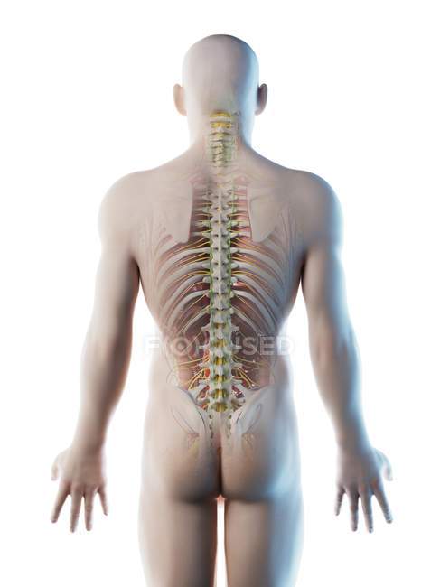 Anatomia della schiena maschile e sistema scheletrico, illustrazione del computer . — Foto stock