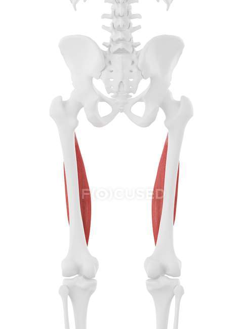 Модель скелета человека с детализированной промежуточной мышцей, компьютерная иллюстрация . — стоковое фото
