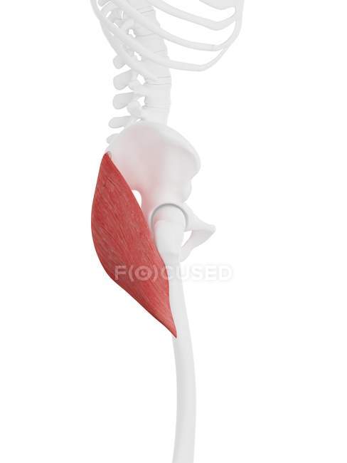 Human skeleton part with detailed red Gluteus maximus muscle, digital illustration. — Stock Photo