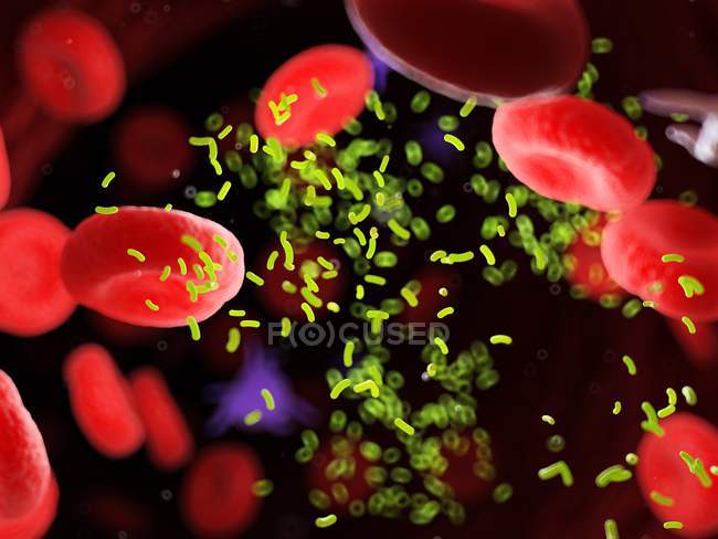 Бактерии в кровеносных сосудах, цифровая иллюстрация
. — стоковое фото